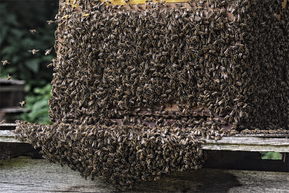 Bienen.Bart