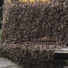 Bienen.Bart