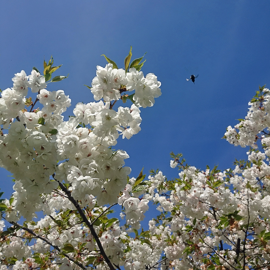 Bienenbedienfeld 