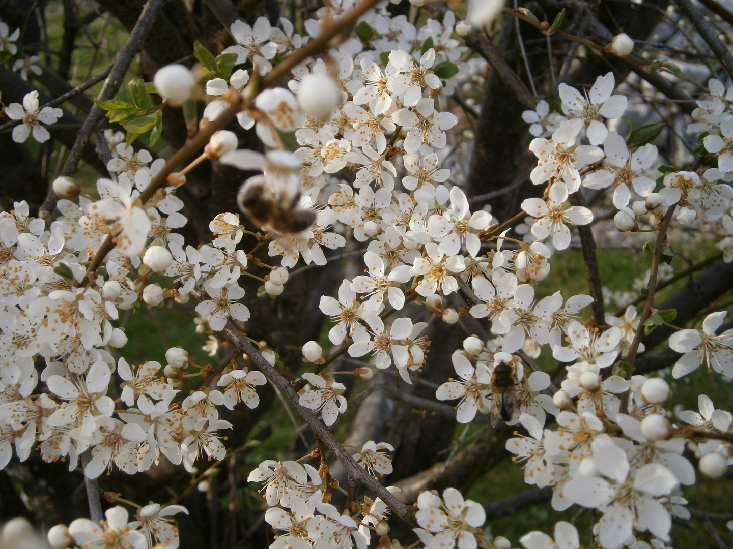 bienenbesuch