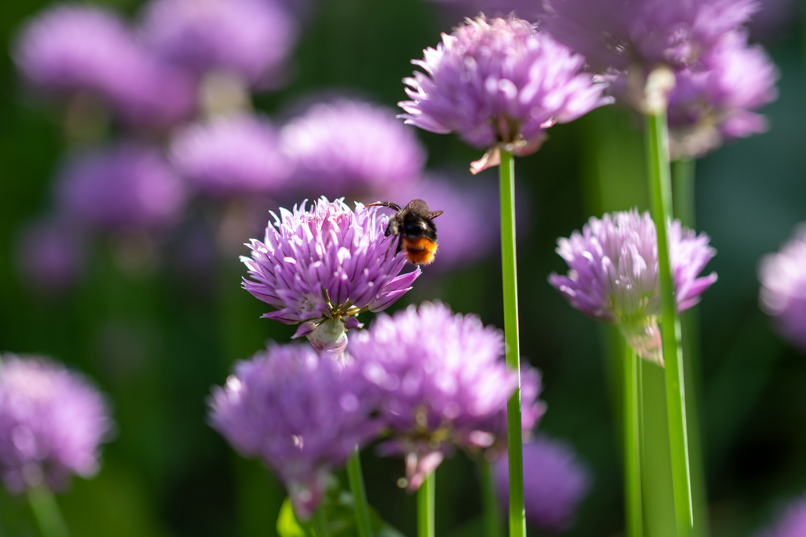 Bienenbesuch