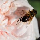 Bienenbesuch