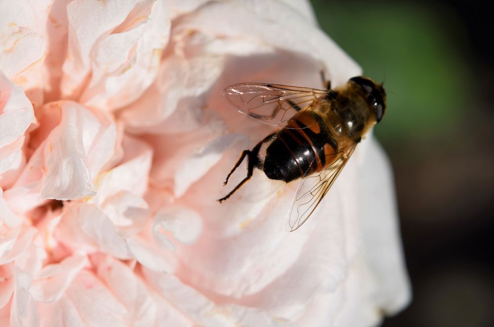 Bienenbesuch