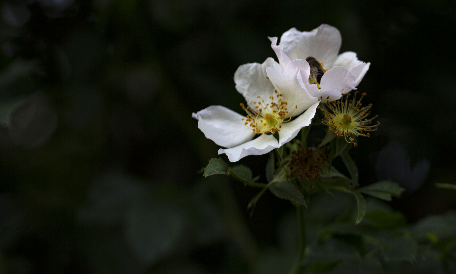 Bienenbesuch