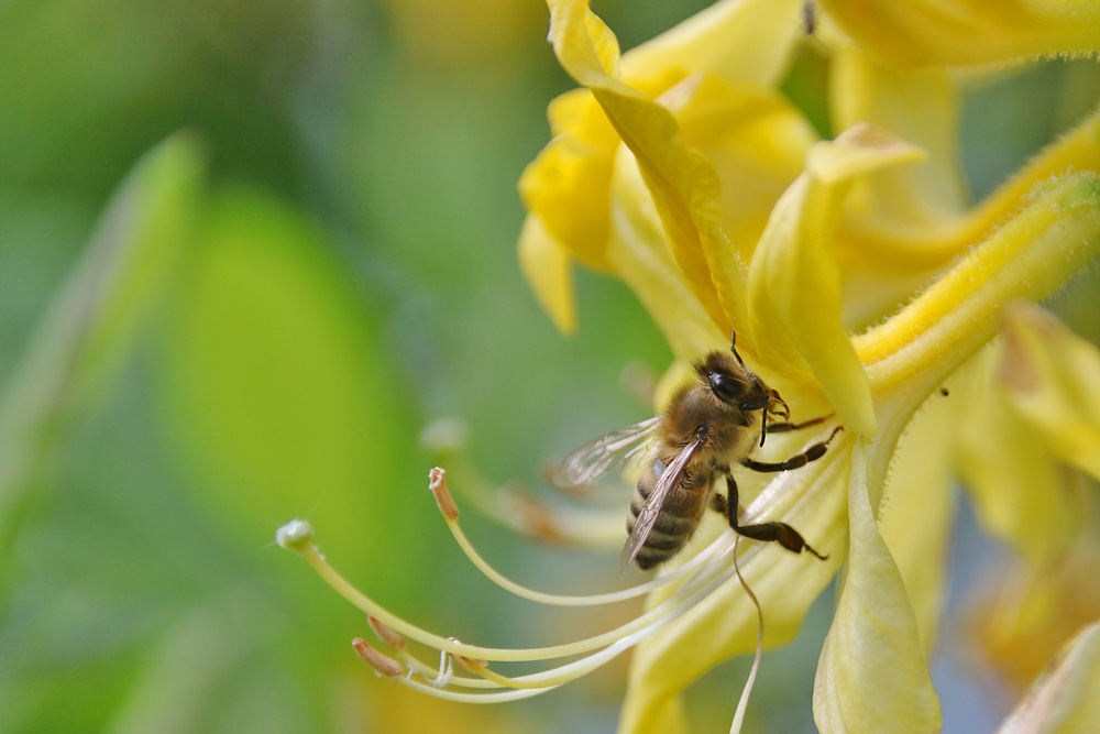 Bienenbesuch