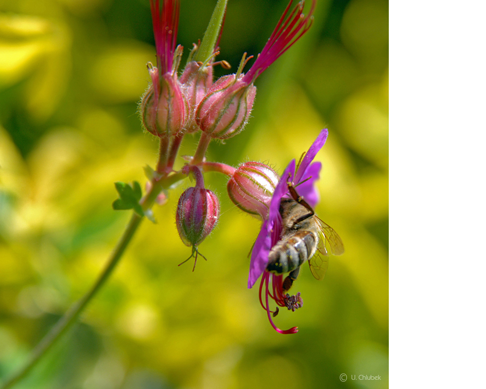 bienenbesuch