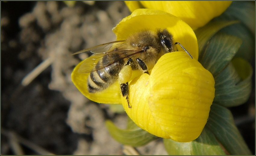 Bienenbesuch