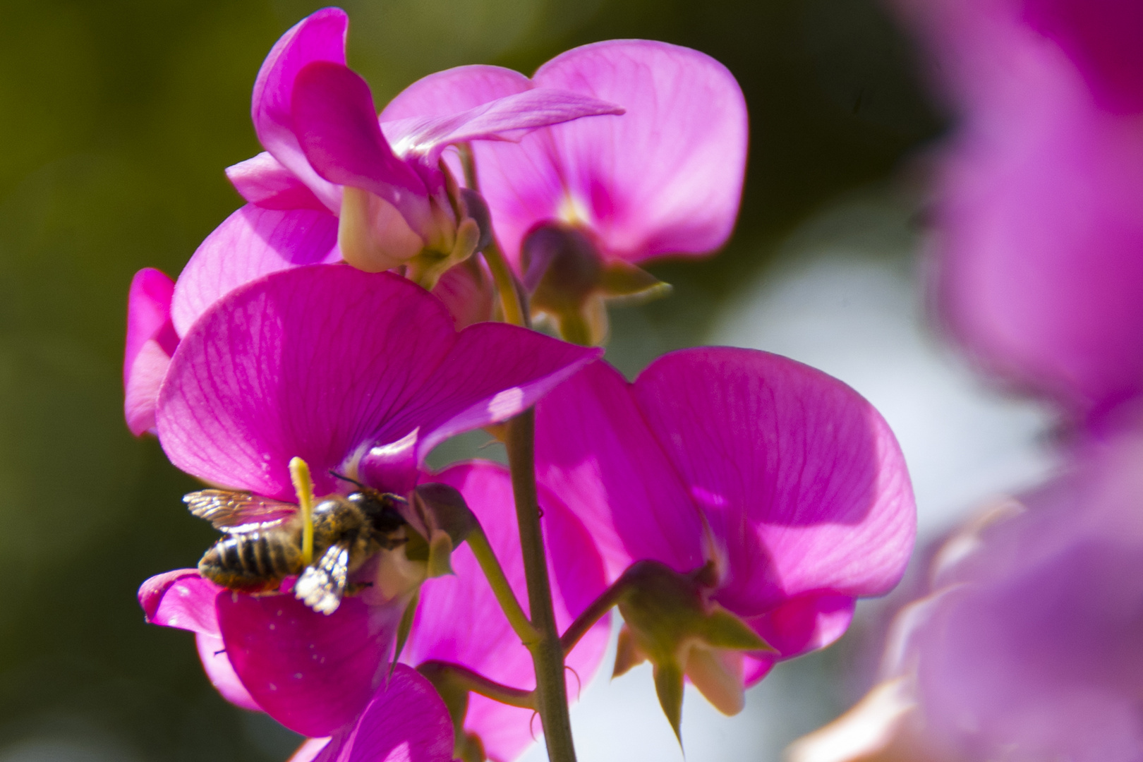 Bienenbesuch