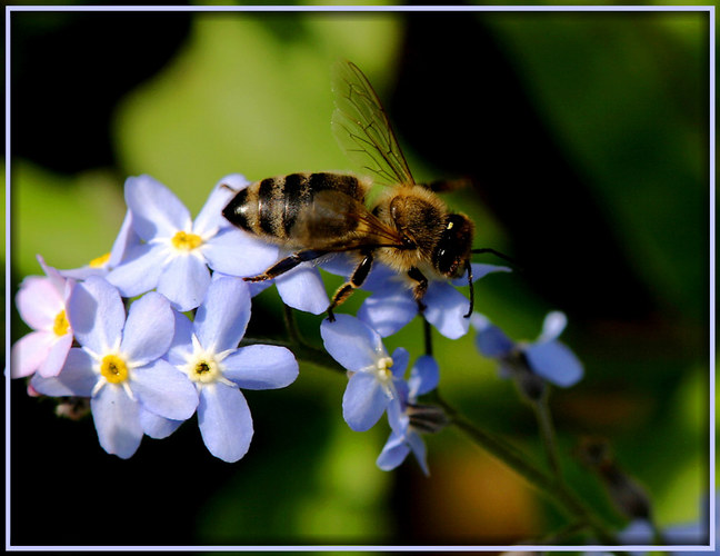 Bienenbesuch