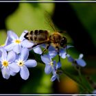 Bienenbesuch