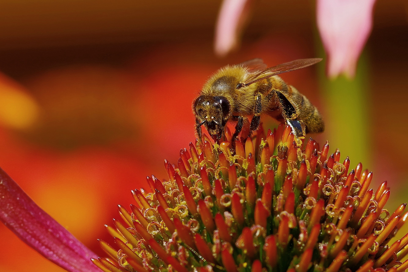 Bienenbesuch