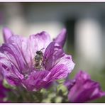 Bienenbesuch an der Malve