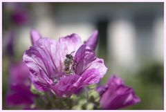 Bienenbesuch an der Malve