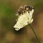 Bienenbesuch auf der "Gelben Witwenblume"