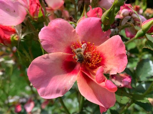 Bienenbesuch auf der Rose