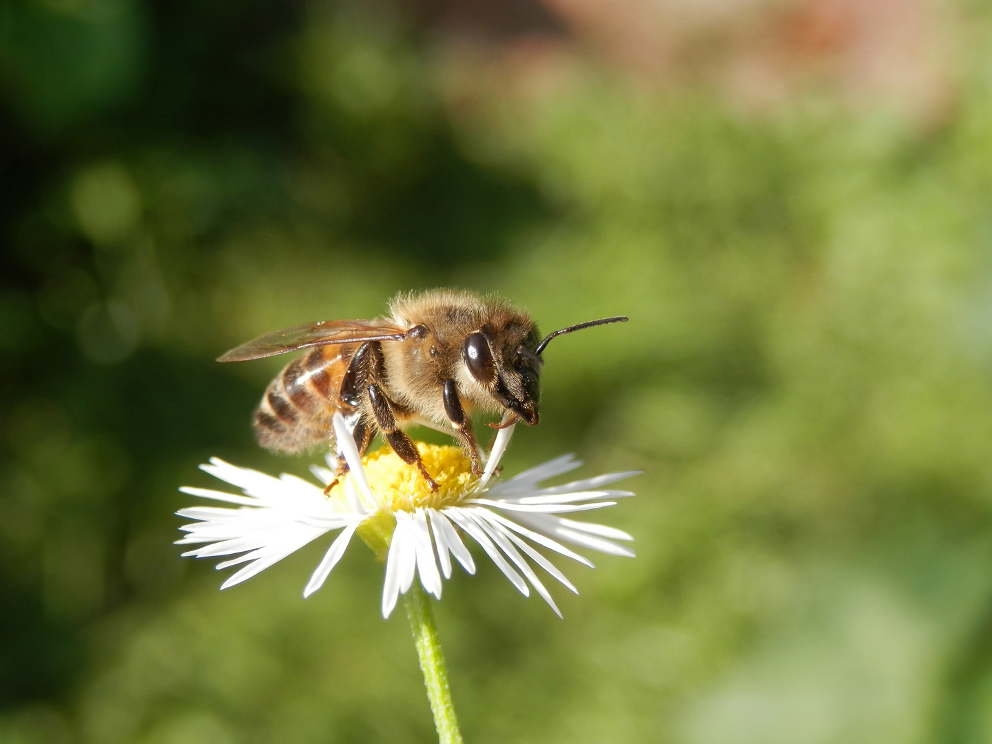 Bienenbesuch auf Einjährigem Berufkraut (Erigeron annuus)