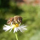 Bienenbesuch auf Einjährigem Berufkraut (Erigeron annuus)