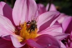 bienenbesuch auf meinen dahlien