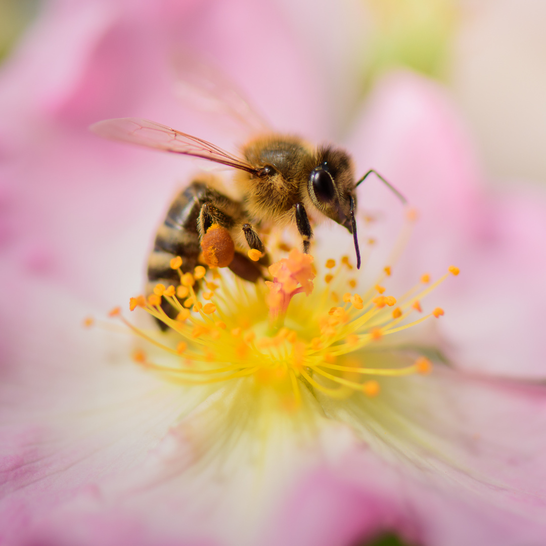 Bienenbesuch