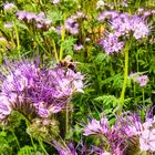 Bienenbesuch bei der Rainfarn-Phazelie