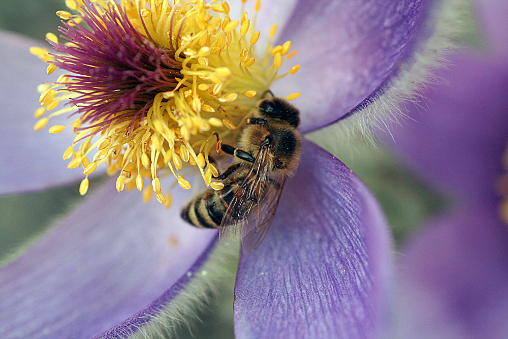 Bienenbesuch bei Pulsatilla halleri
