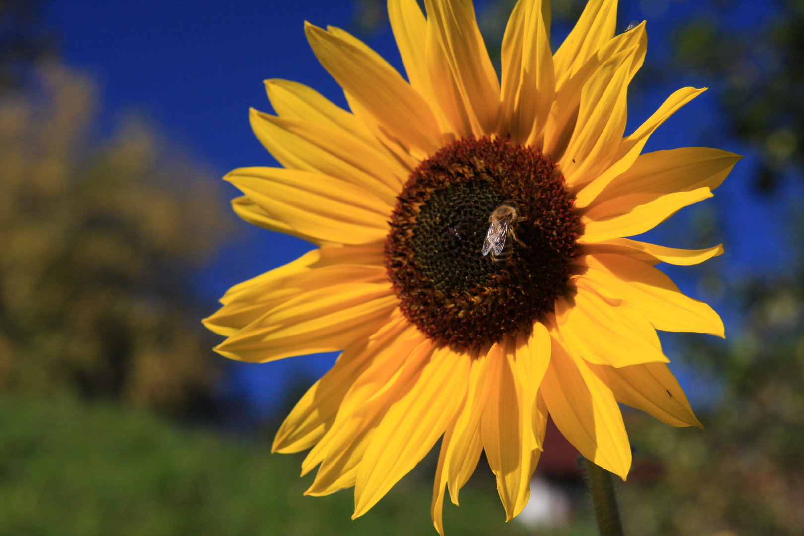 Bienenbesuch bei Sonnenblume