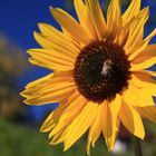 Bienenbesuch bei Sonnenblume