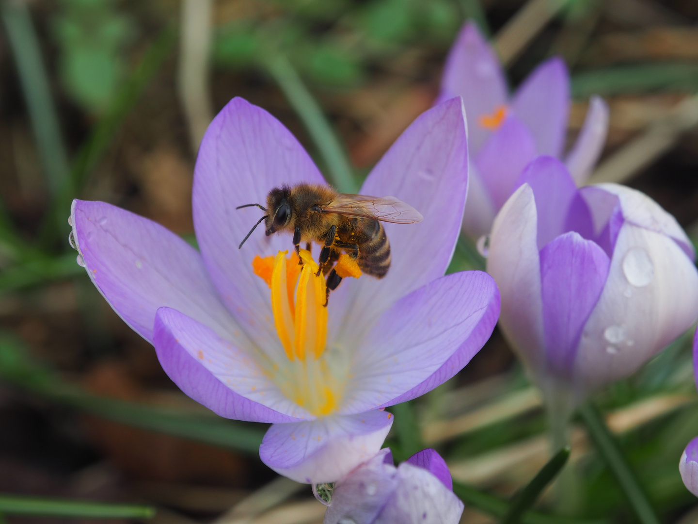 Bienenbesuch