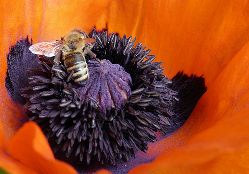 Bienenbesuch