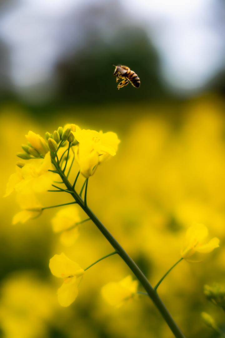 Bienenbesuch im Blumenglück