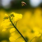 Bienenbesuch im Blumenglück