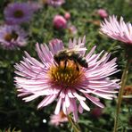 Bienenbesuch im Garten