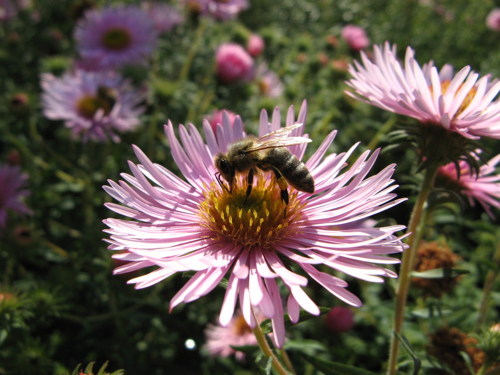 Bienenbesuch im Garten