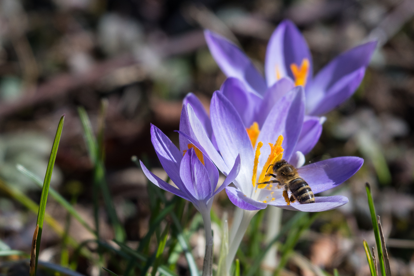 Bienenbesuch im Winter