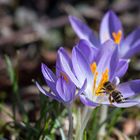 Bienenbesuch im Winter