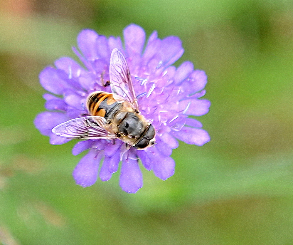 Bienenbesuch oder Schwebefliege ?