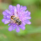 Bienenbesuch oder Schwebefliege ?