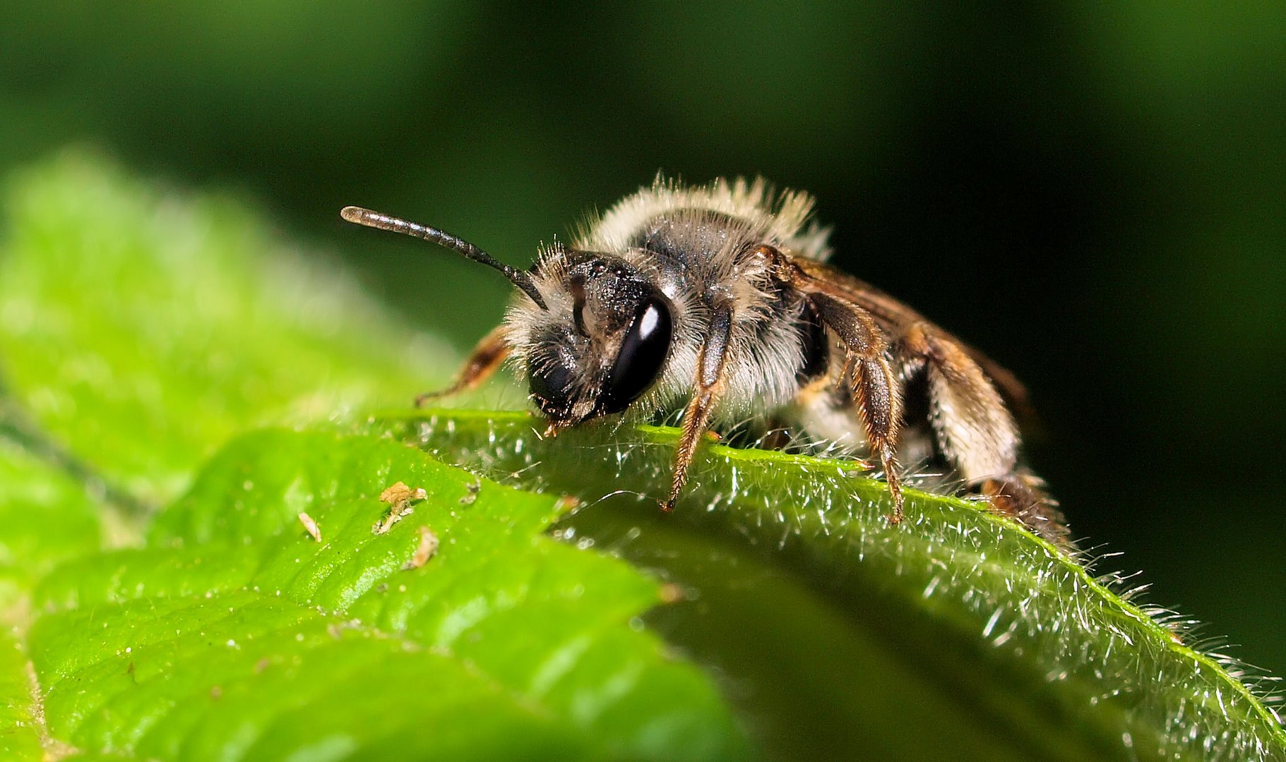 Bienenblick