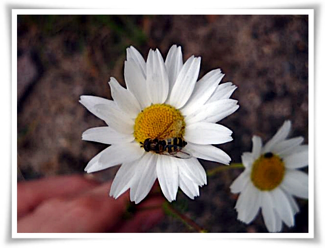 bienenblümchen...