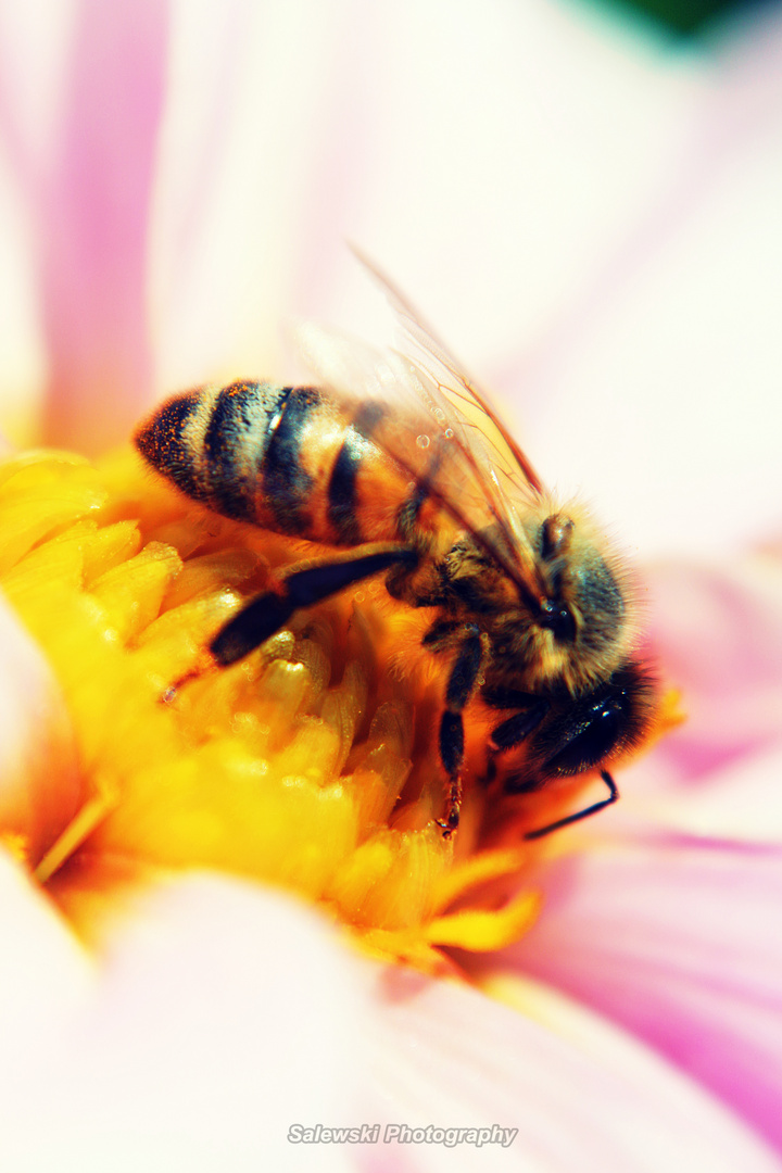 Bienenblüte