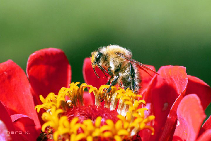 Bienenblüte