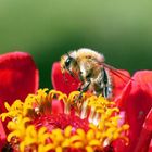 Bienenblüte