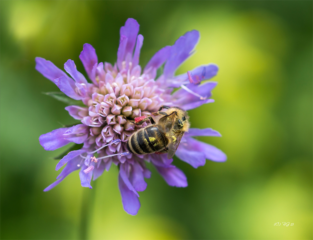 bienenblume