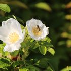 Bienenblumen