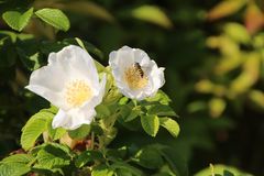 Bienenblumen