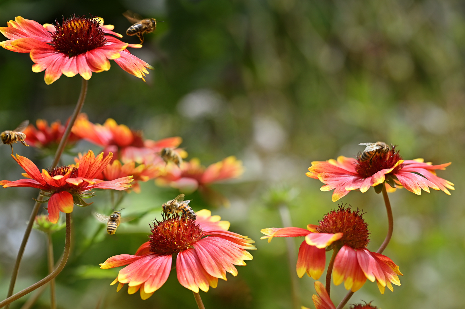 Bienenblumen