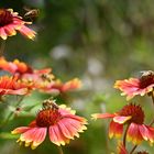 Bienenblumen