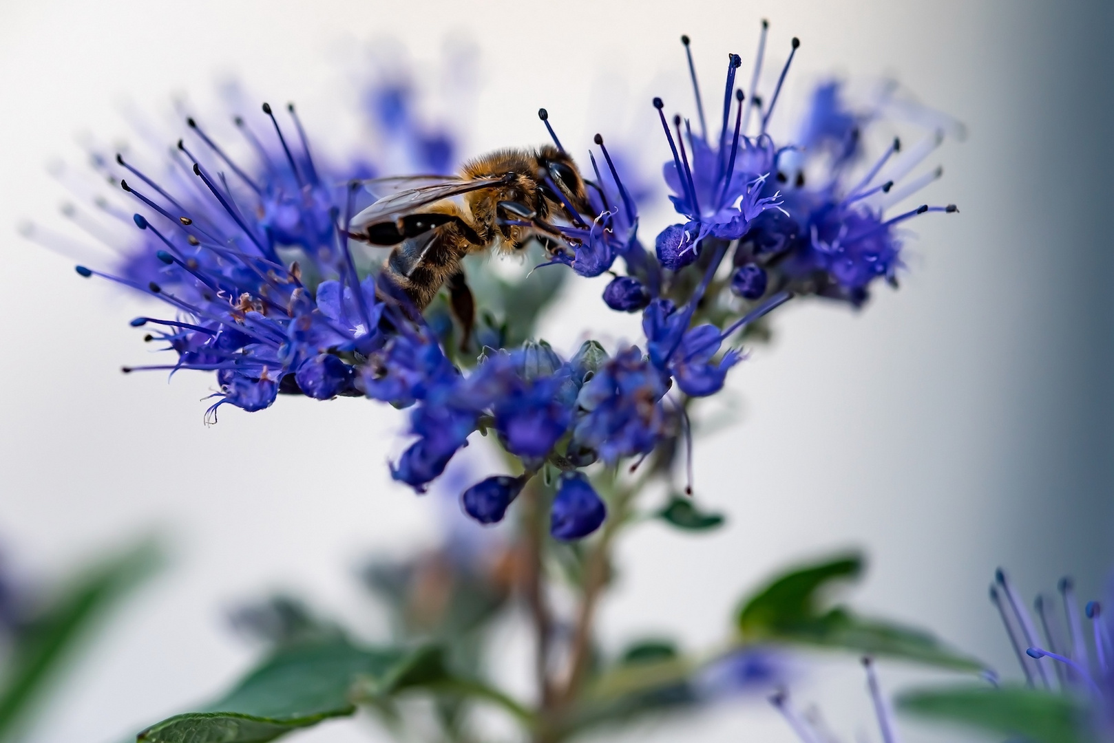 Bienenbrücke