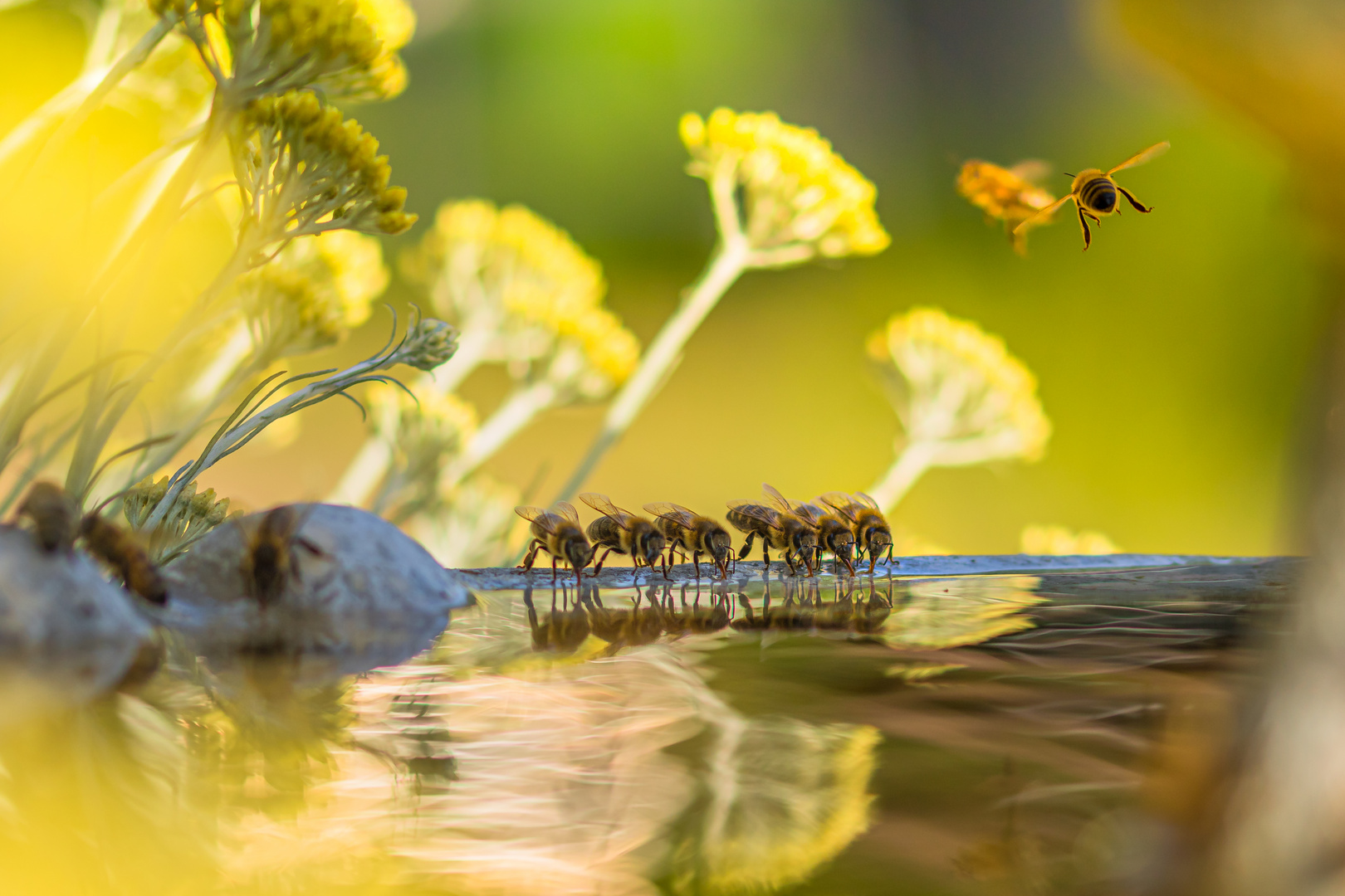 Bienenbrunnen 