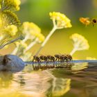 Bienenbrunnen 